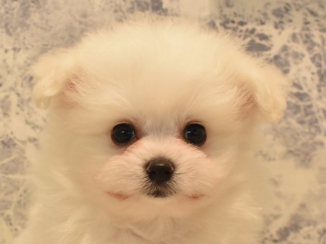 神奈川県のハーフ犬 (ペッツワン三浦店/2024年4月11日生まれ/男の子/ホワイト)の子犬